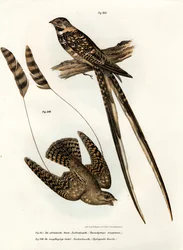 Engoulevent porte-étendard, 1864